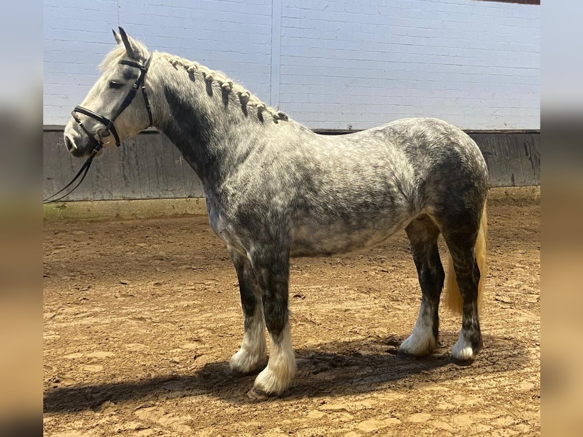 Cob Caballo castrado 5 años 152 cm Tordo in Hopsten