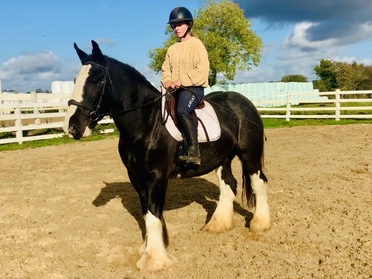 Cob Caballo castrado 5 años 155 cm Negro in Mountrath