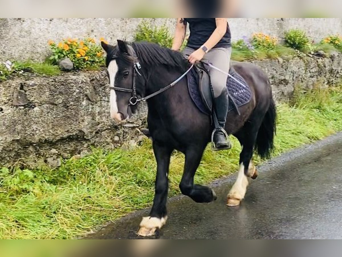 Cob Caballo castrado 6 años 128 cm Negro in ligo