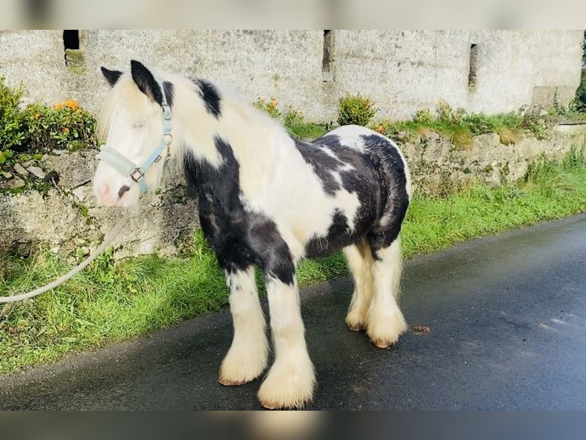 Cob Caballo castrado 6 años 130 cm Pío in Sligo