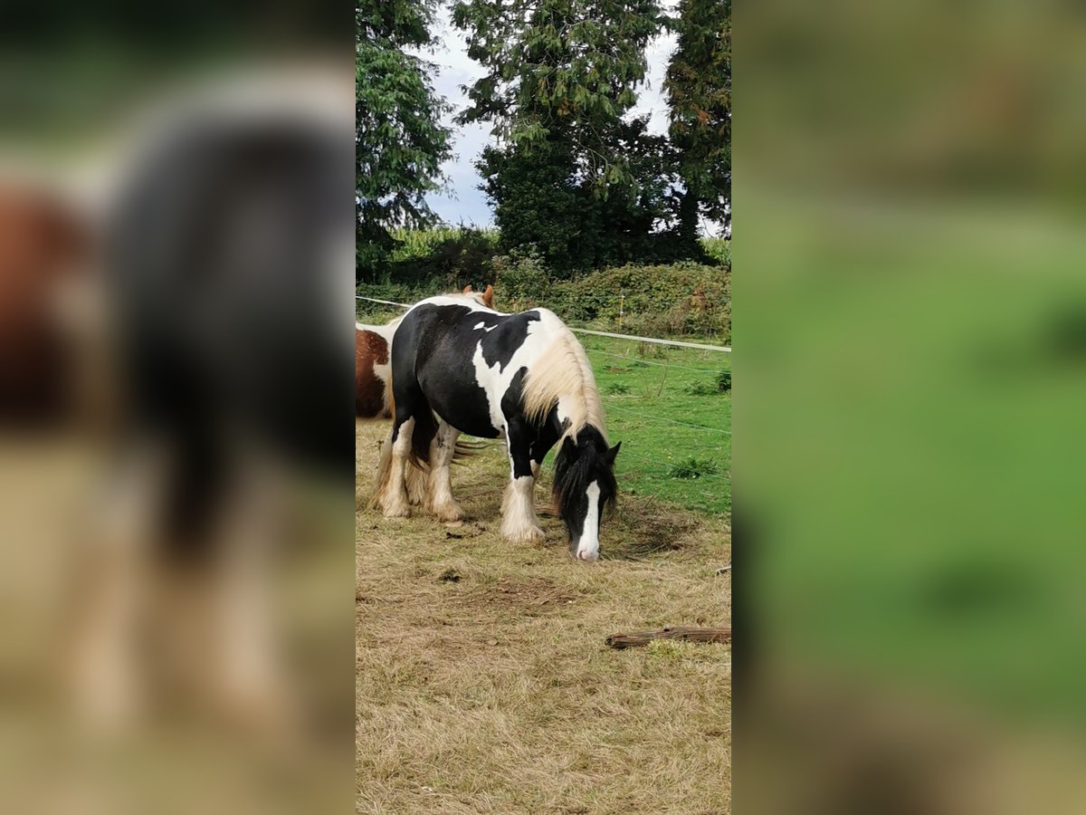 Cob Caballo castrado 7 años 145 cm Tobiano-todas las-capas in Poullaouen