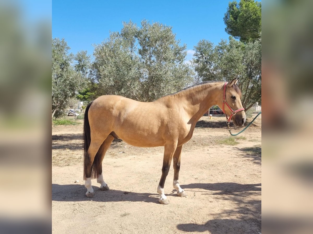 Cob Caballo castrado 9 años 155 cm Buckskin/Bayo in Alicante/Alacant