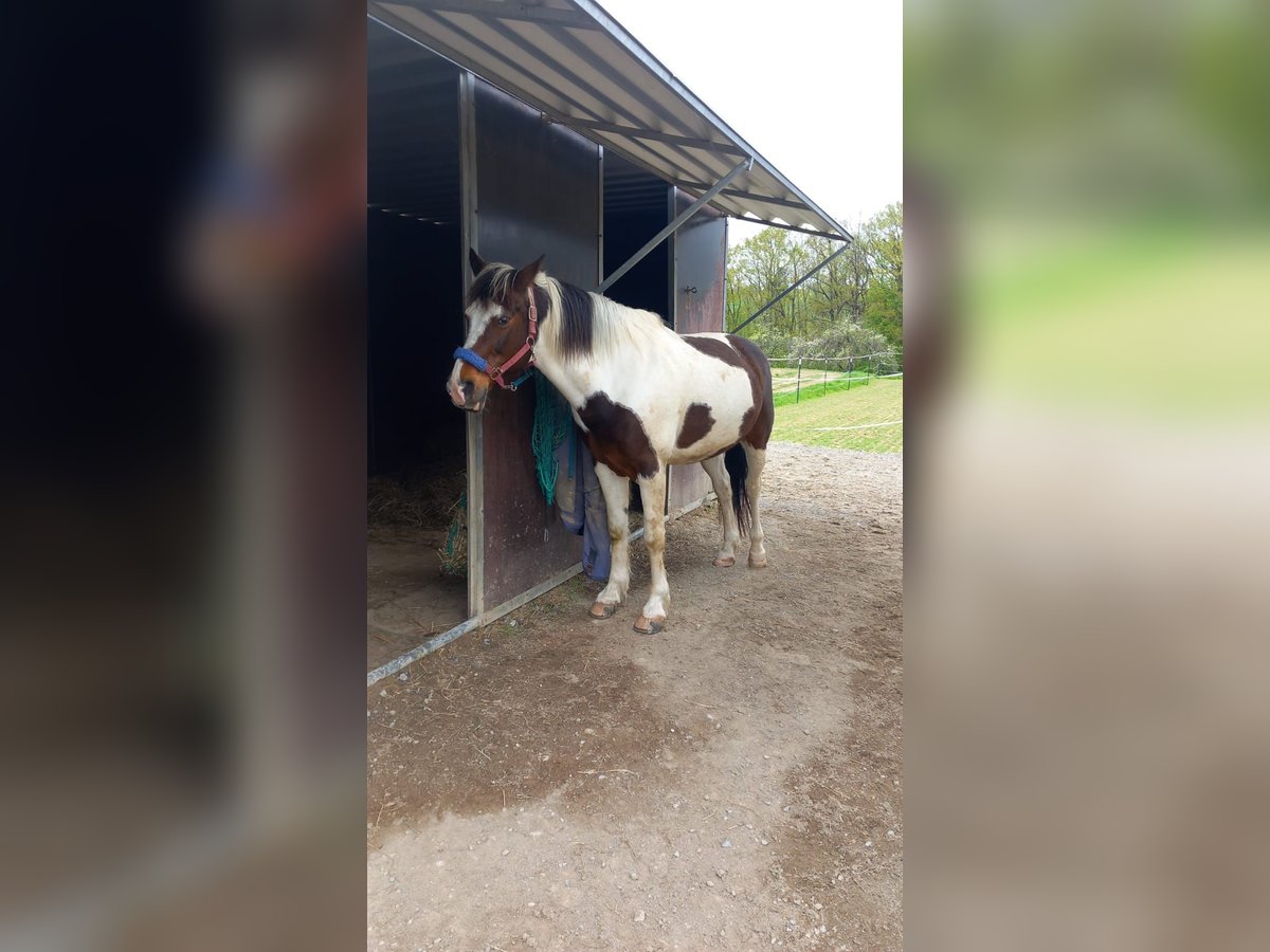 Cob Mix Castrone 15 Anni 155 cm Pezzato in Altenried