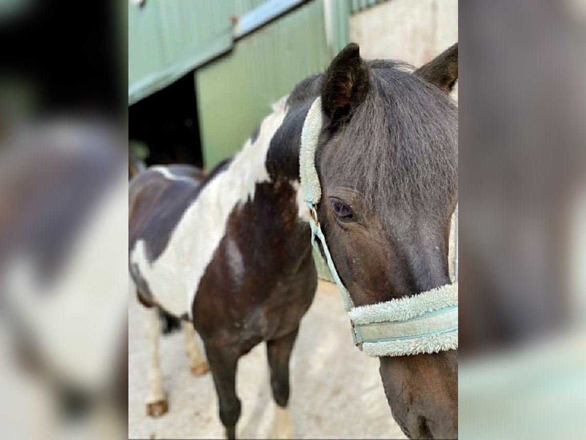 Cob Castrone 17 Anni 120 cm Pezzato in Sligo