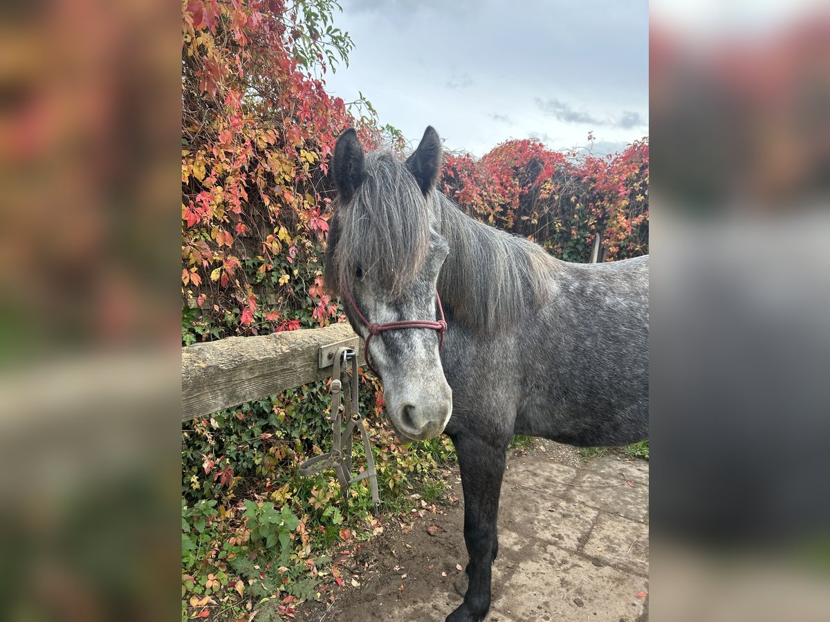 Cob Mix Castrone 3 Anni 136 cm Leardo in Großwallstadt