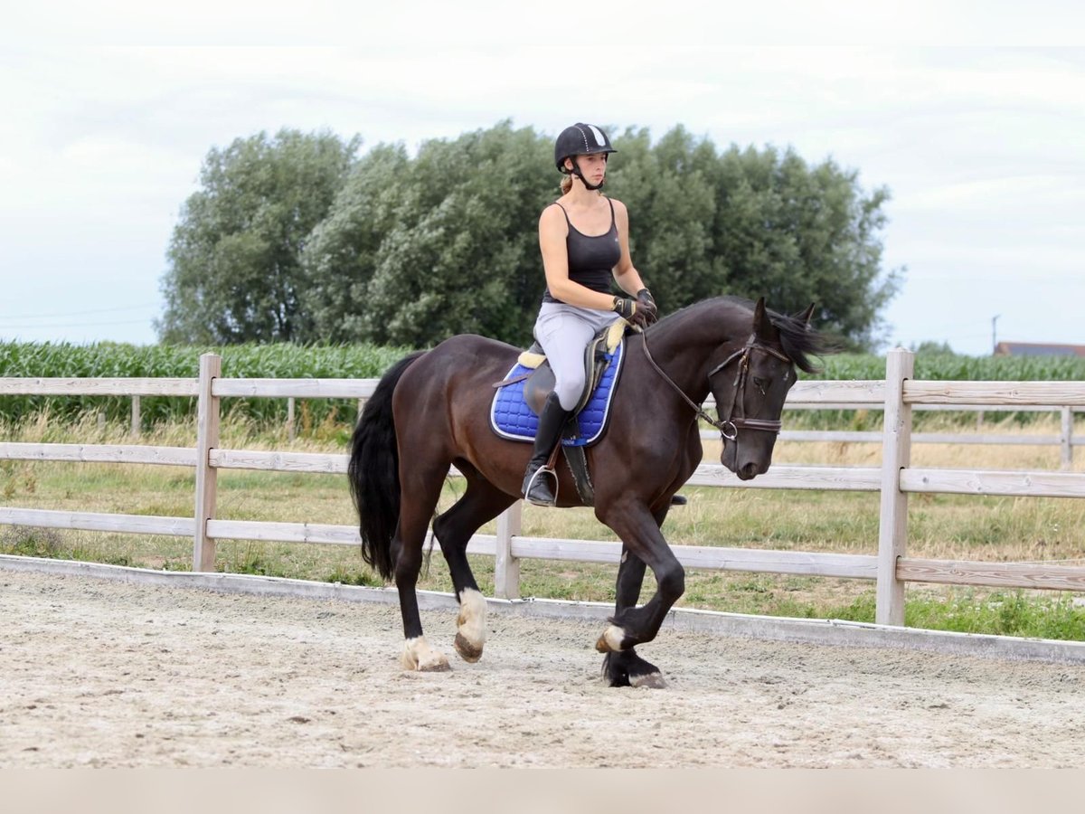 Cob Castrone 4 Anni 150 cm Morello in Bogaarden