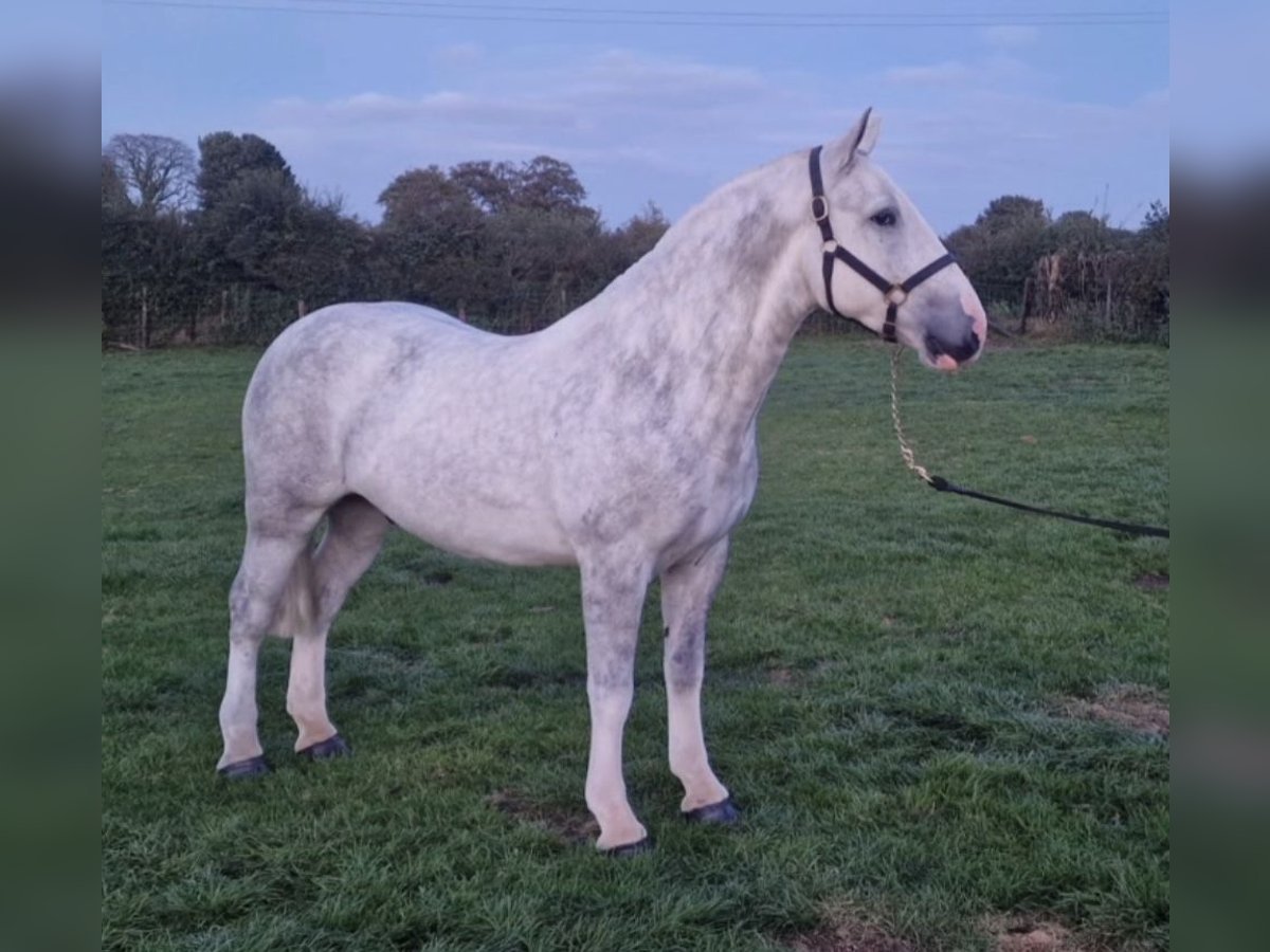 Cob Castrone 4 Anni 152 cm Grigio in West Sussex