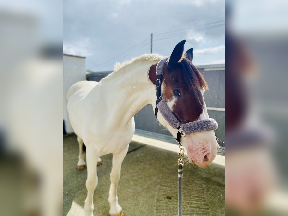 Cob Castrone 4 Anni 158 cm Pezzato in Sligo