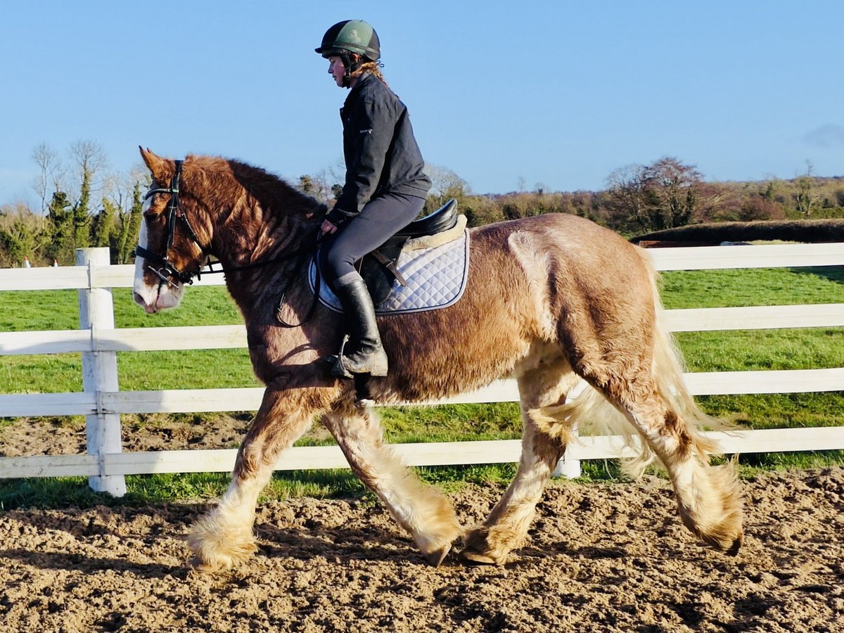 Cob Castrone 4 Anni 159 cm Roano rosso in Mountrath