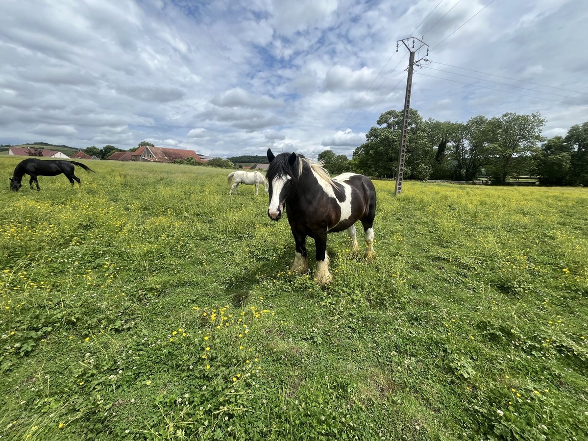 Cob Castrone 4 Anni 160 cm Baio in Vic des Pr&#xE9;s