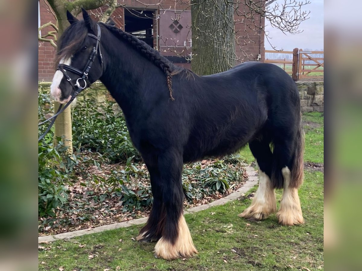 Cob Castrone 5 Anni 145 cm Pezzato in Hopsten