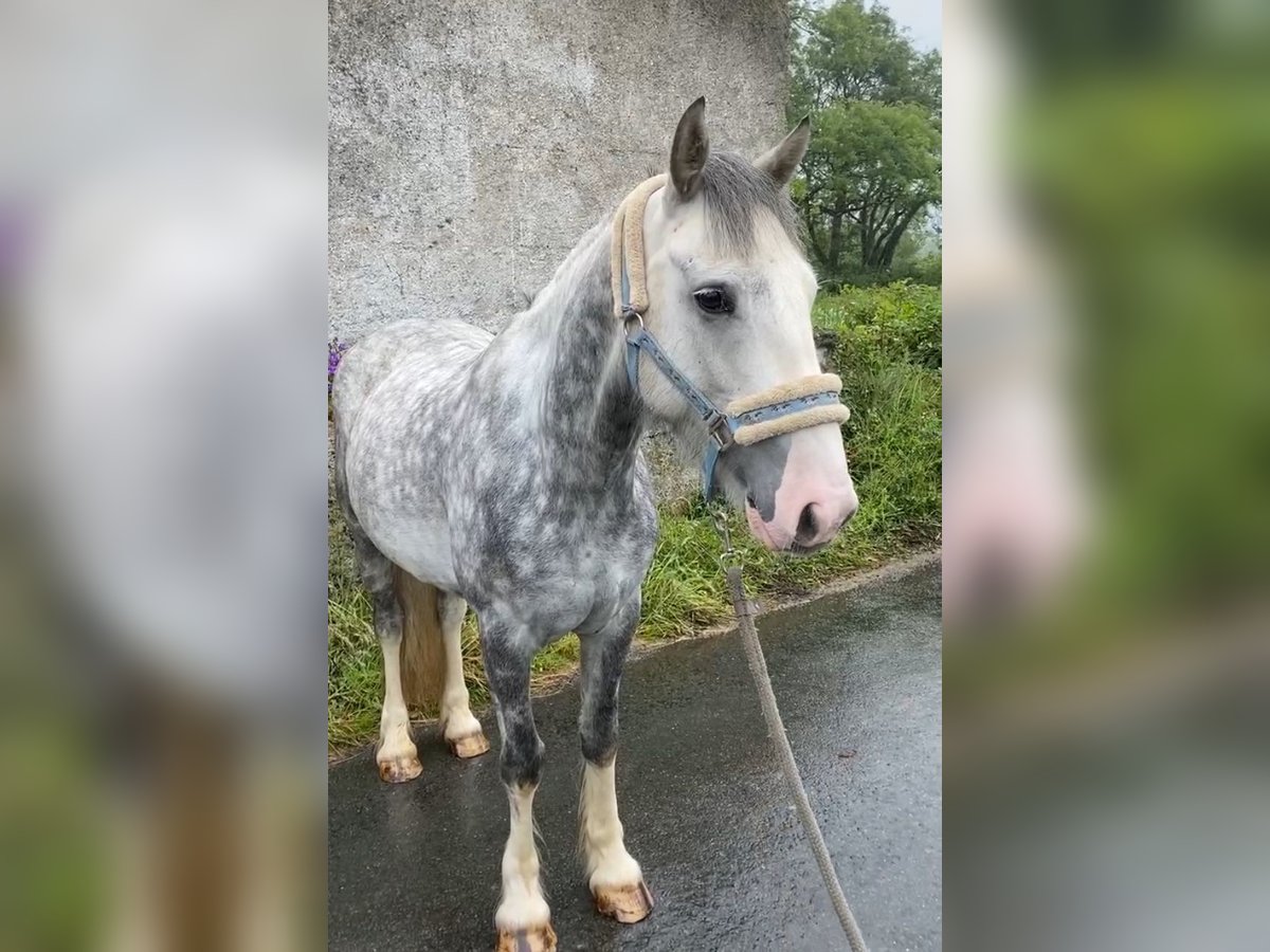 Cob Castrone 5 Anni 147 cm Grigio pezzato in Sligo