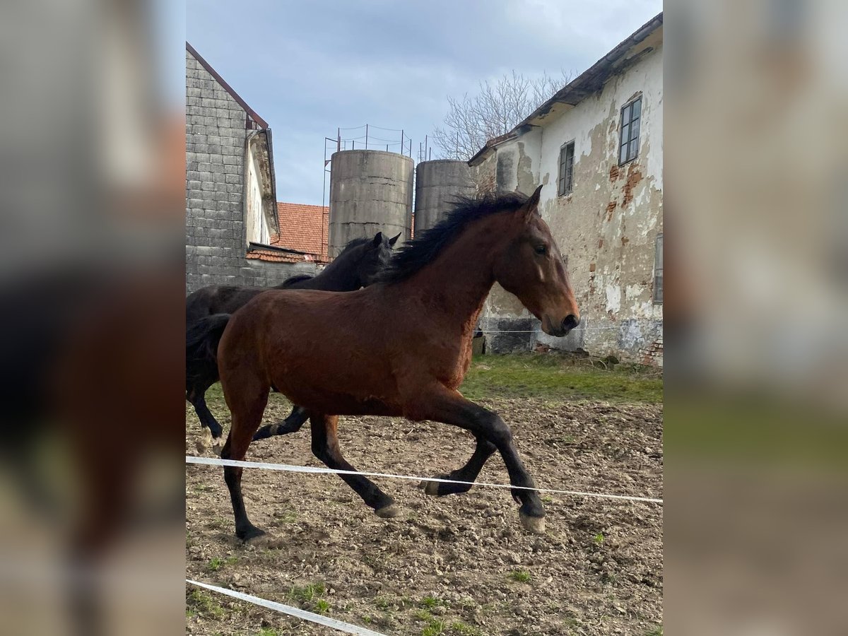 Cob Croisé Étalon 2 Ans 165 cm Bai in Rettenbach