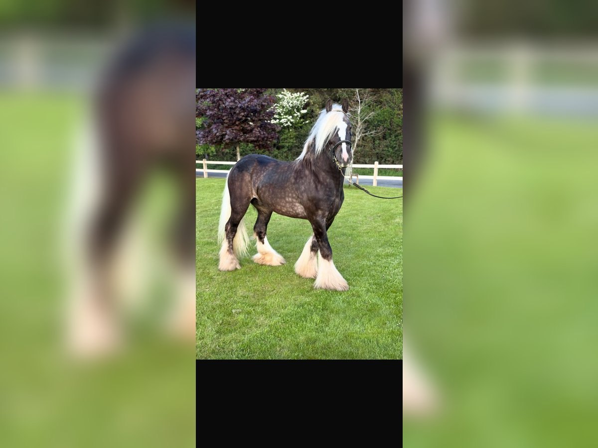 Cob Étalon 4 Ans 148 cm Bai in Galway