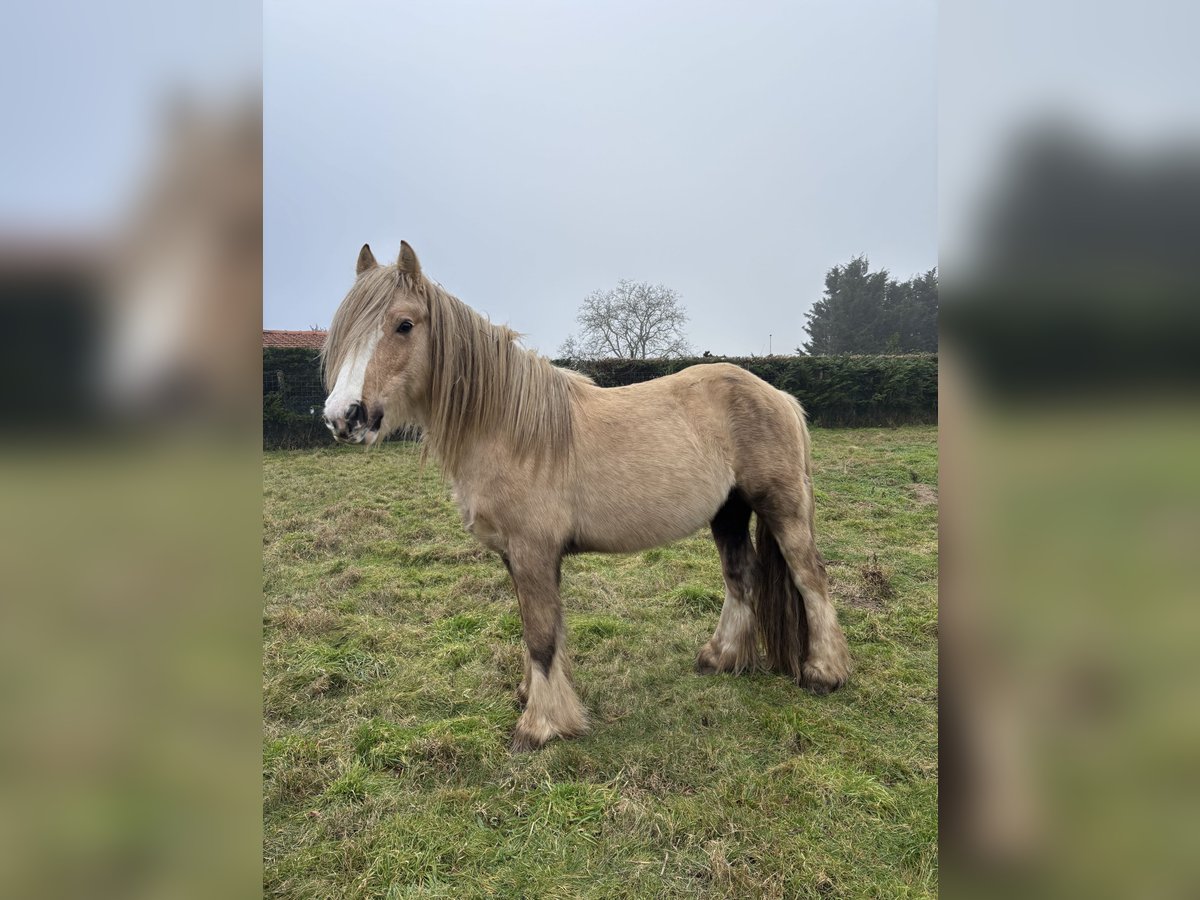 Cob Étalon 5 Ans 145 cm Palomino in Orléans