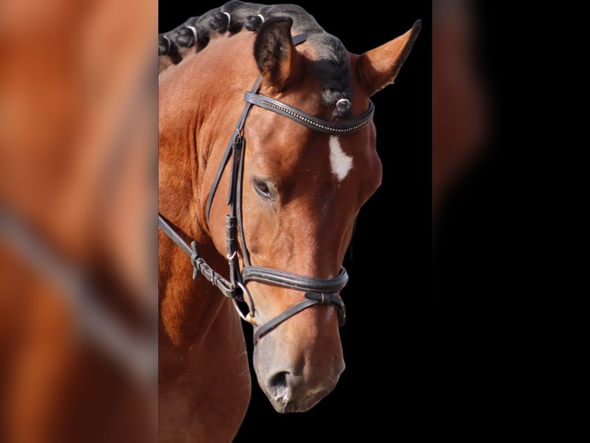 Cob Gelding 10 years 14,2 hh Brown in Gutow