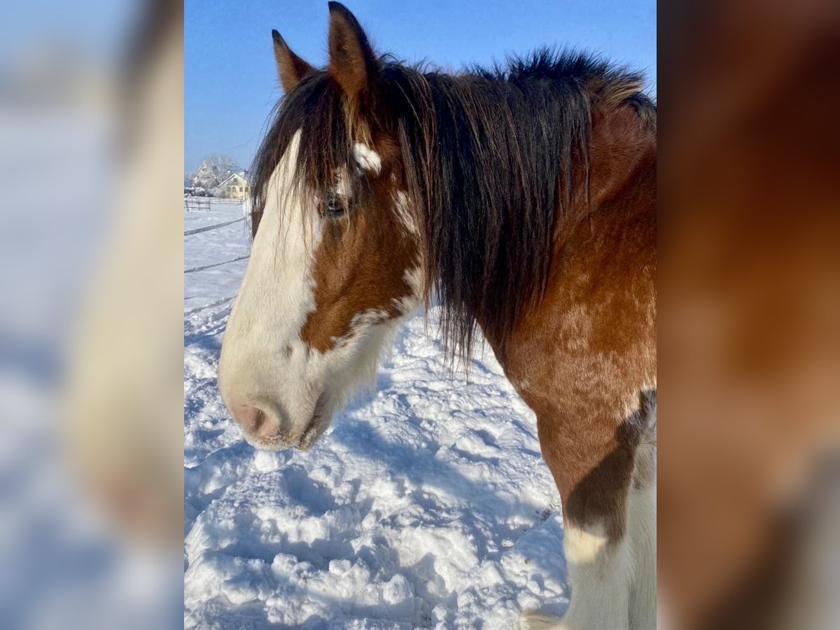 Cob Gelding 14 years 16 hh Pinto in Zürich