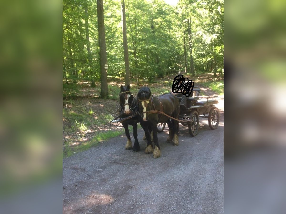 Cob Gelding 15 years 14,2 hh Black in Reichshoffen Nehwiller Cob Gelding 15 years 14,2 hh Black in Reichshoffen Nehwiller