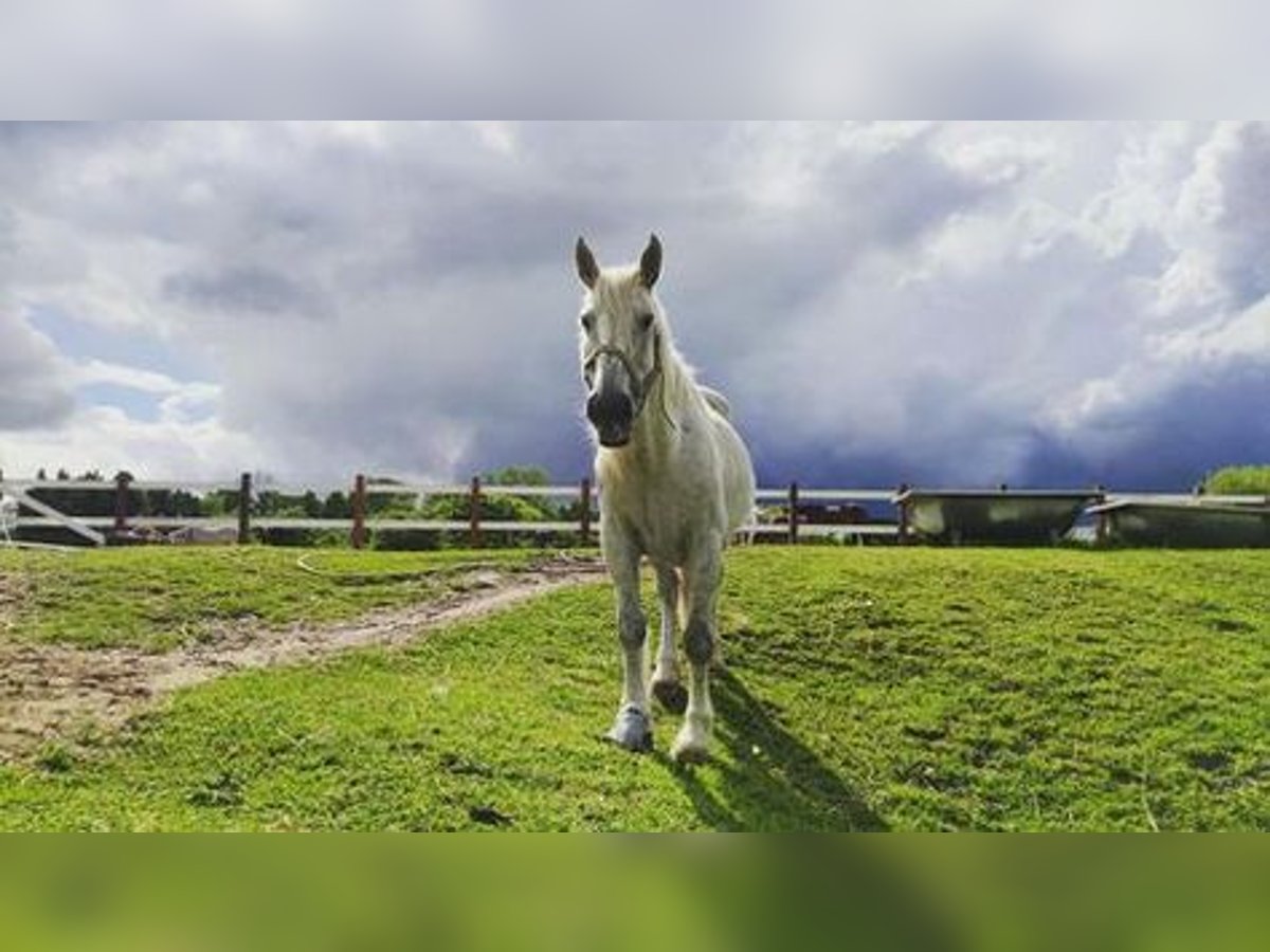 Cob Gelding 15 years 15,1 hh Gray in Berlin