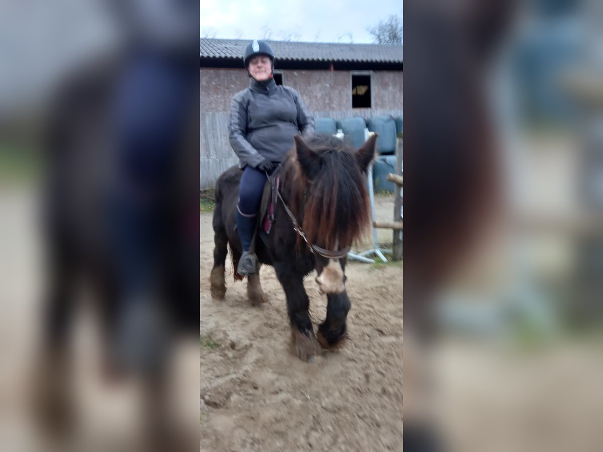 Cob Gelding 19 years 14,1 hh Brown in Le rivaud aulnay