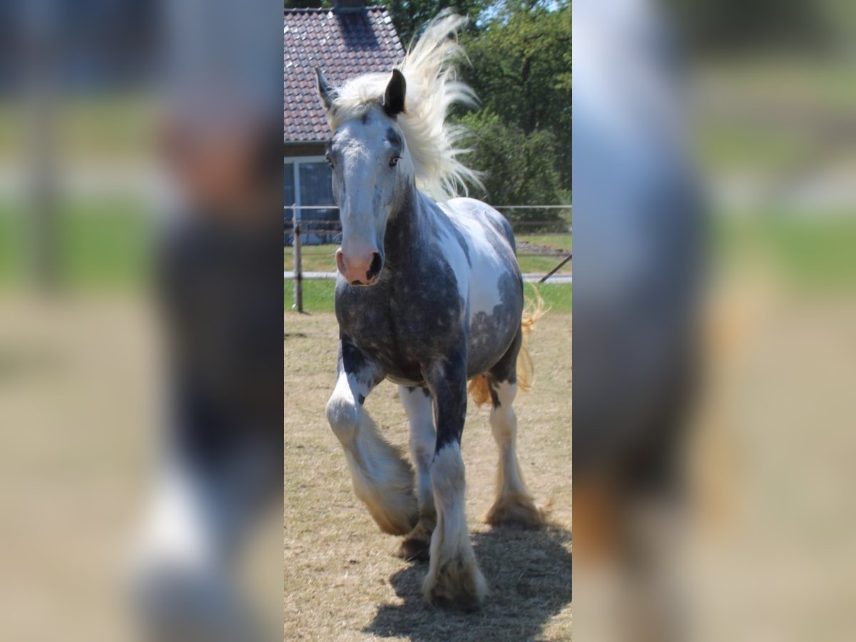 Cob Gelding 3 years 15,2 hh Gray in Enter