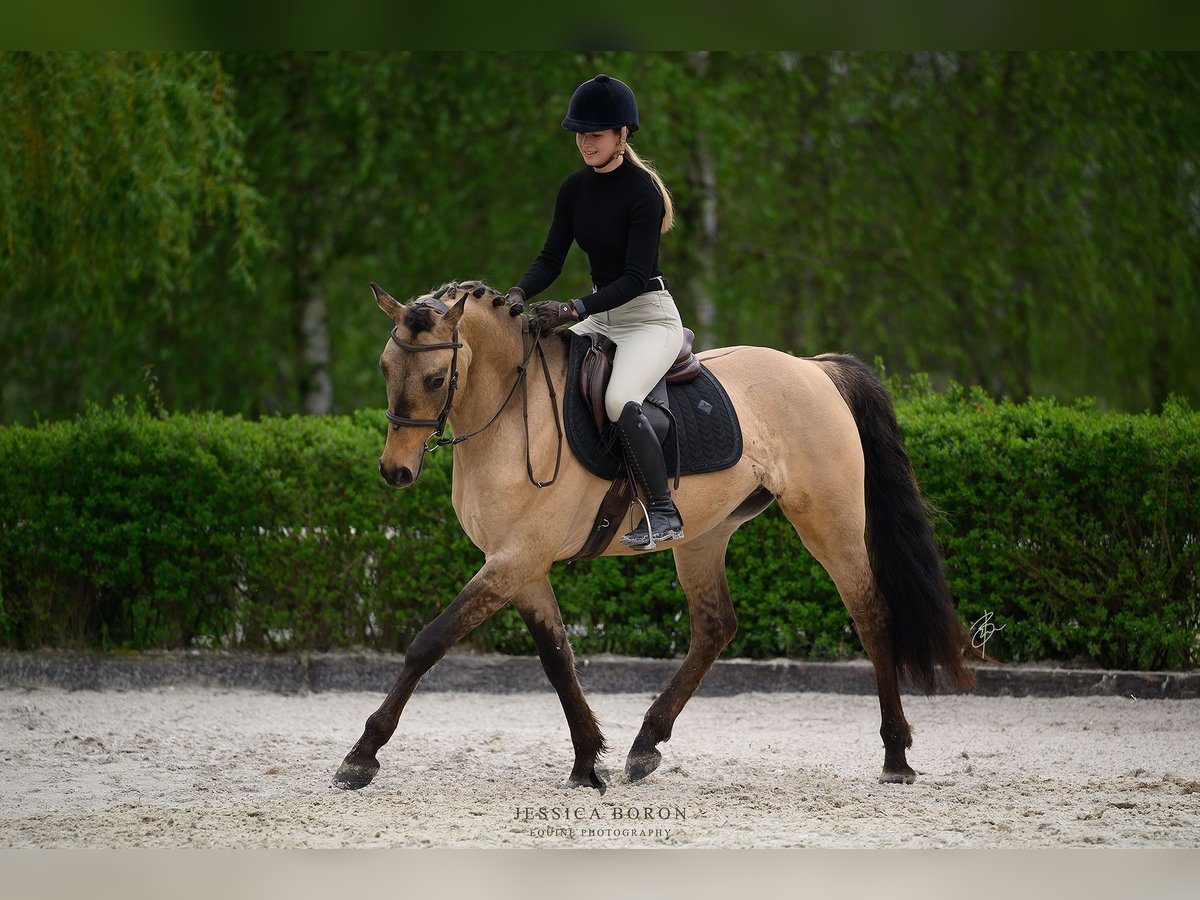 Cob Gelding 3 years 15,1 hh Dun in Kicin