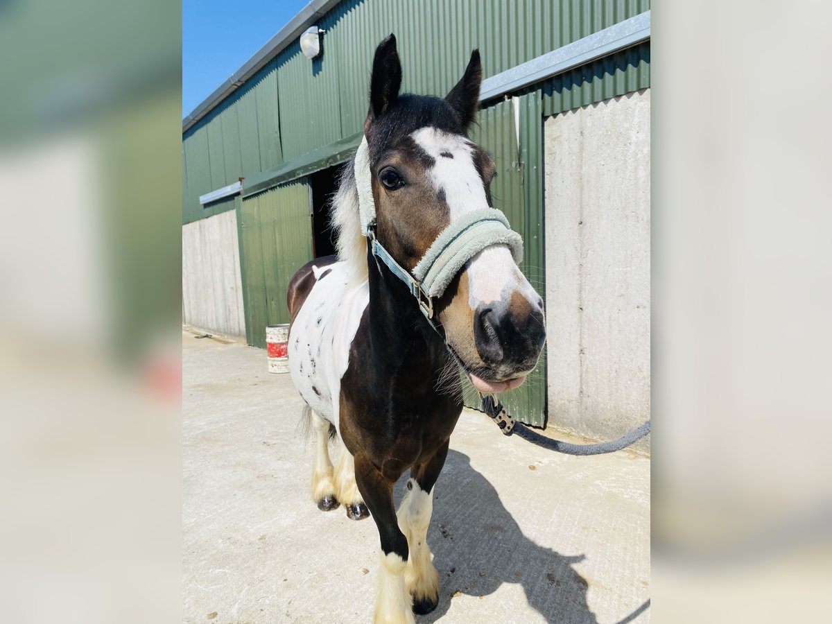 Cob Gelding 4 years 12,2 hh Leopard-Piebald in Sligo