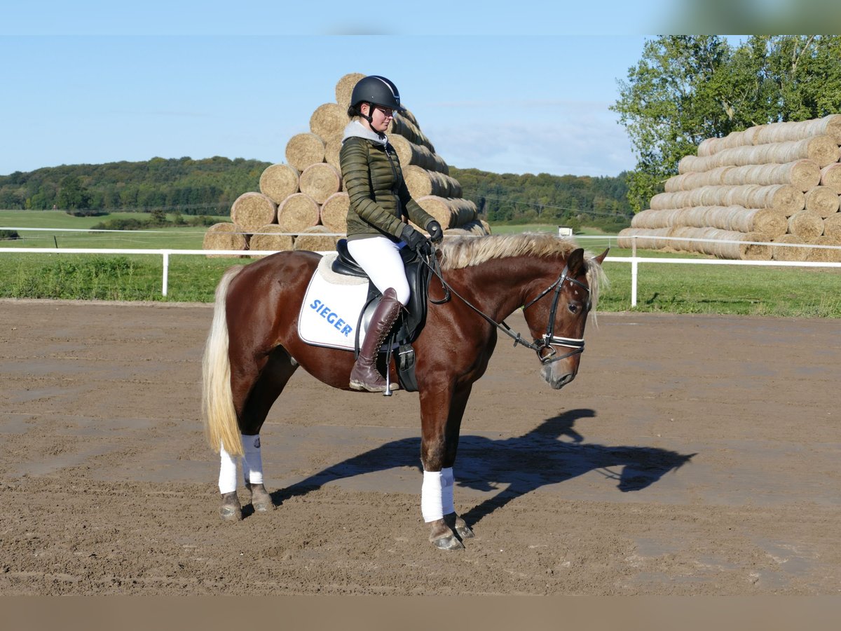 Cob Gelding 4 years 14,1 hh Chestnut in Ganschow