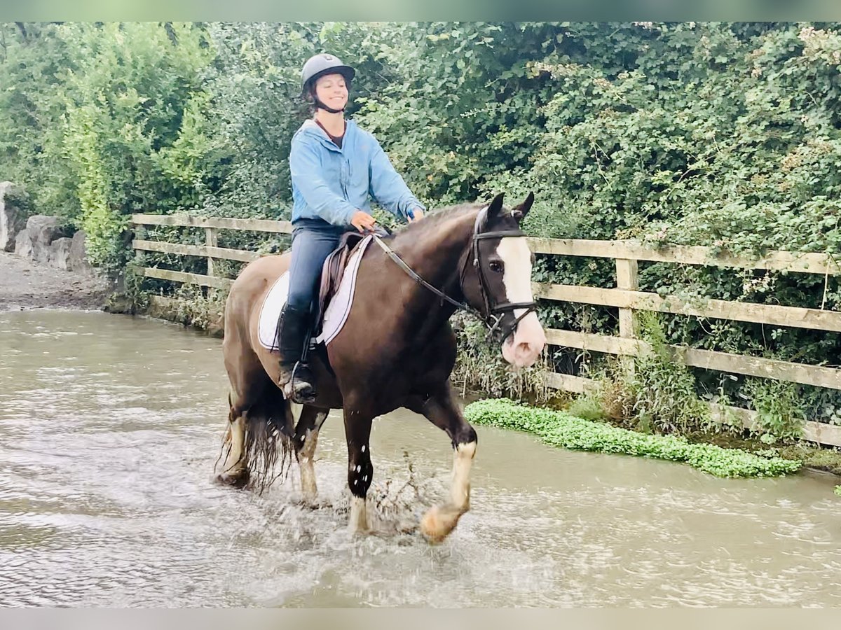 Cob Gelding 4 years 14,1 hh Brown in Mountrath