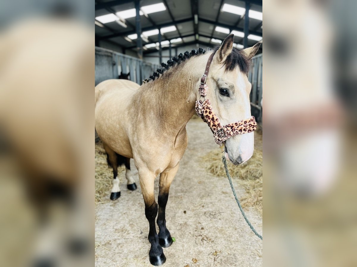 Cob Gelding 4 years 14,1 hh Dun in Sligo Cob Gelding 4 years 14,1 hh Dun in Sligo