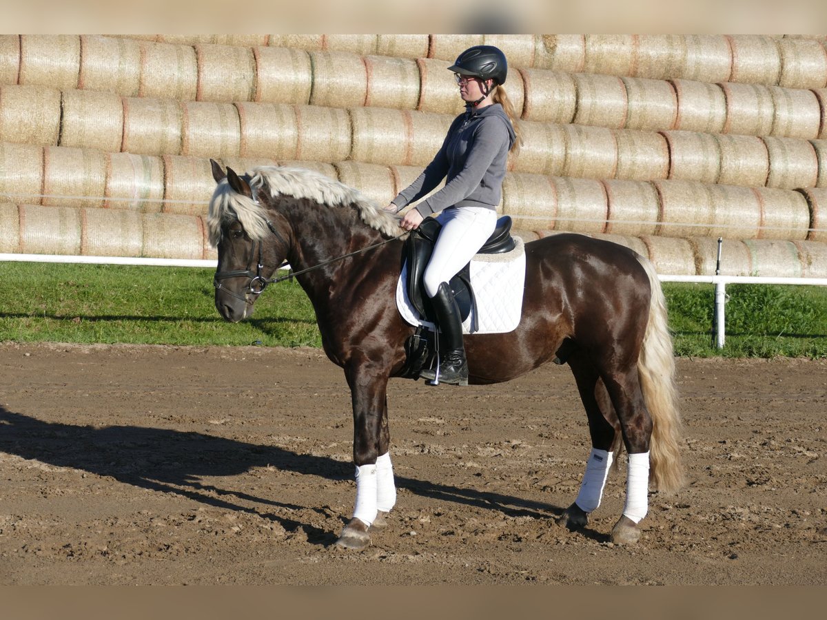 Cob Gelding 4 years 14,3 hh in Ganschow
