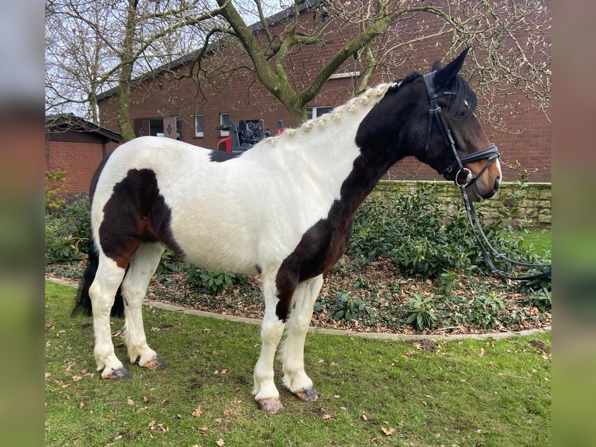 Cob Gelding 4 years 15,1 hh Pinto in Hopsten