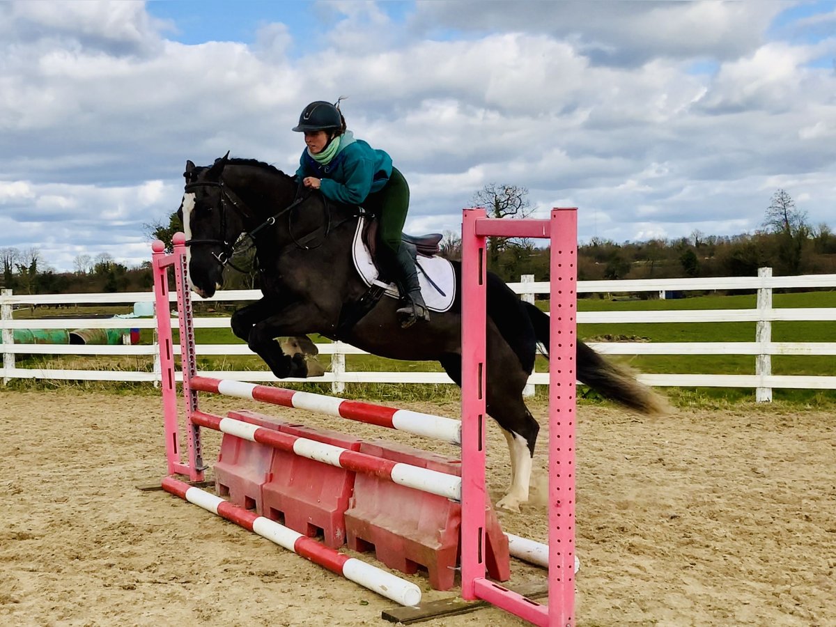 Cob Gelding 4 years 15,2 hh Black in ntrath