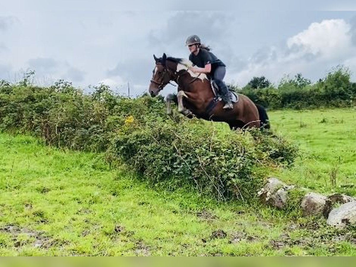 Cob Gelding 4 years 15,2 hh Pinto in Sligo