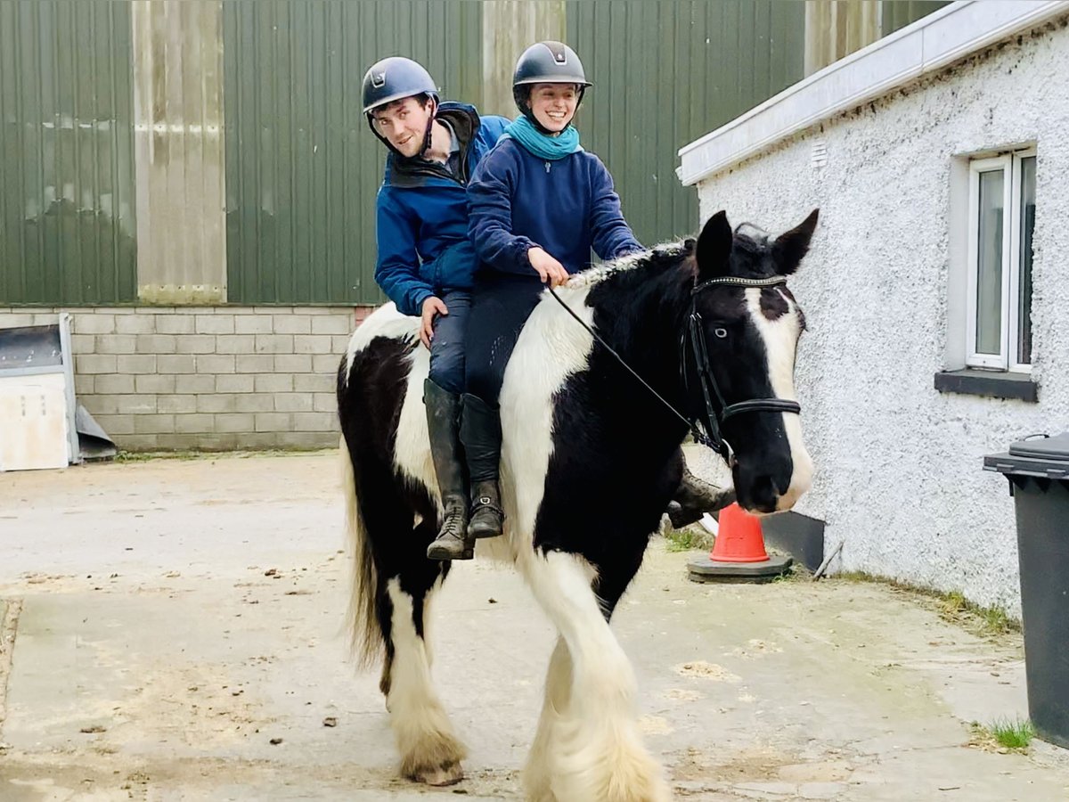 Cob Gelding 4 years 15,3 hh Pinto in Mountrath