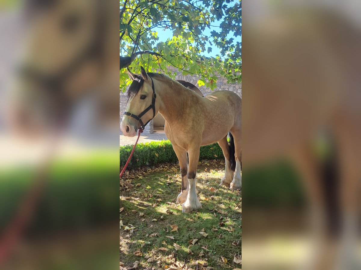 Cob Mix Gelding 4 years 15 hh Dun in Kells Co meath