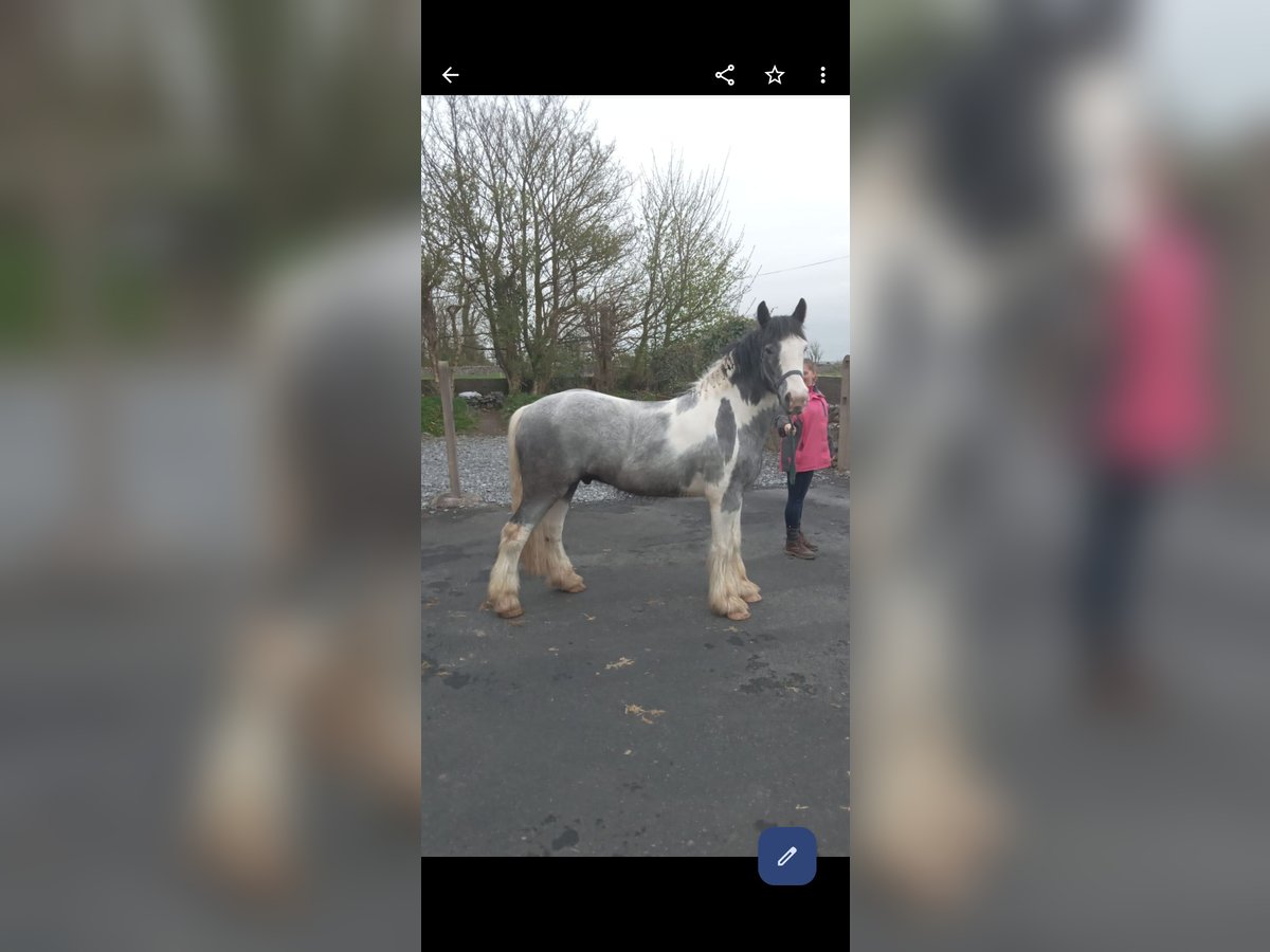 Cob Gelding 4 years 15 hh in Tuam