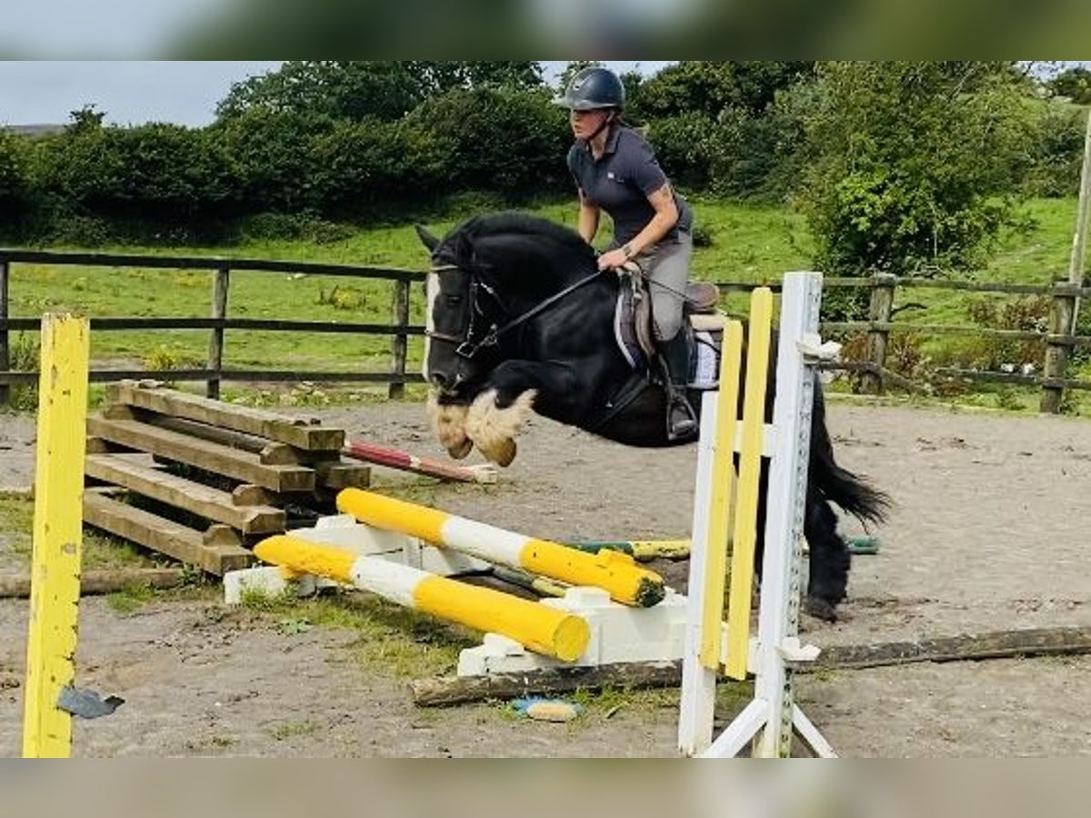 Cob Gelding 5 years 13,2 hh Black in Sligo