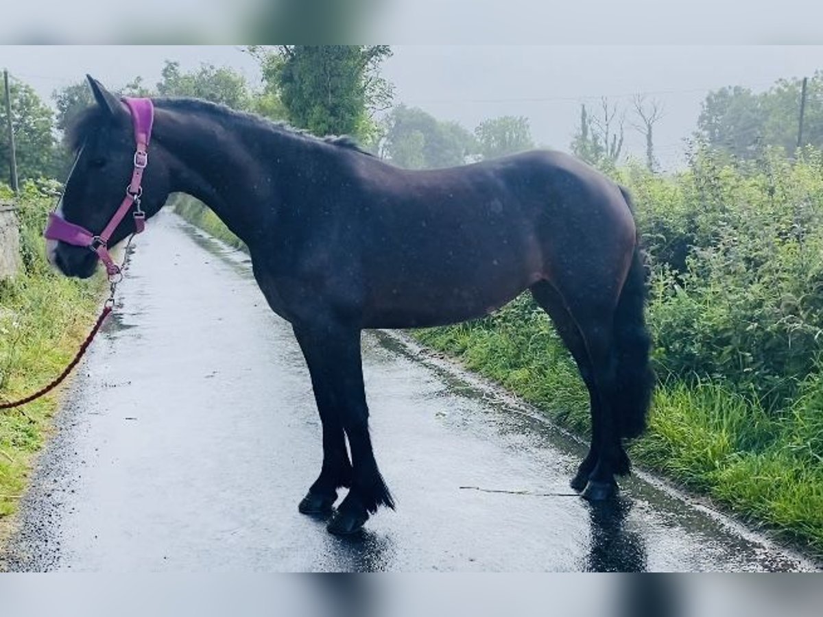 Cob Gelding 5 years 14,1 hh Brown in Sligo