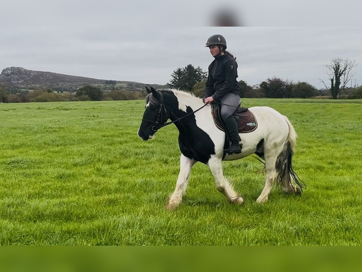 Cob Gelding 5 years 14,2 hh Pinto in Sligo