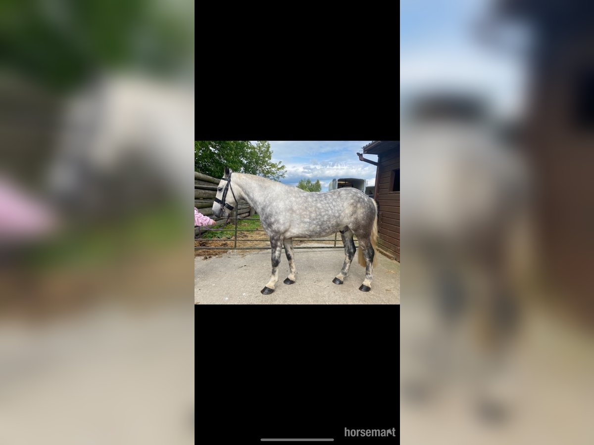 Cob Gelding 5 years 14 hh Grey in Kildare