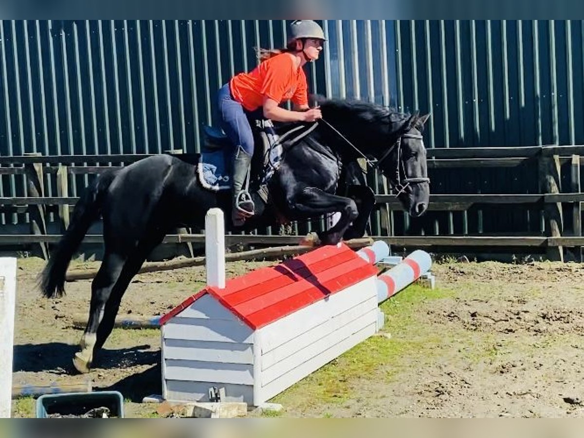 Cob Gelding 5 years 15,1 hh Black in Sligo