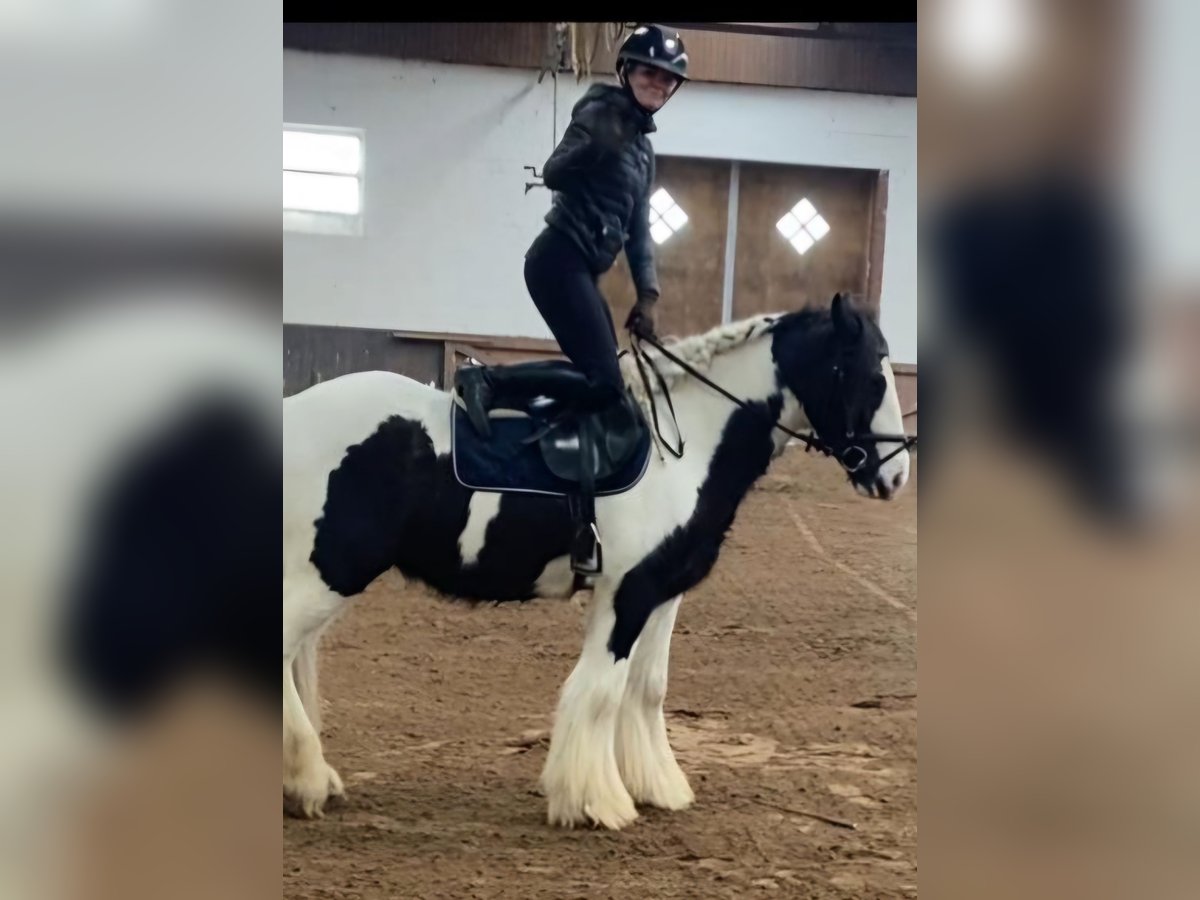 Cob Gelding 5 years 15 hh Pinto in Hopsten