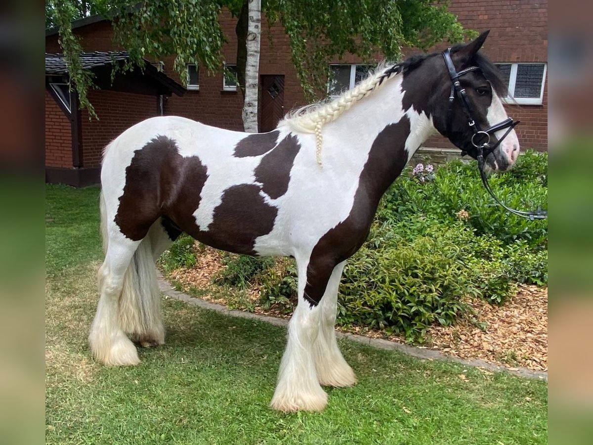 Cob Gelding 5 years 15 hh Pinto in Hopsten