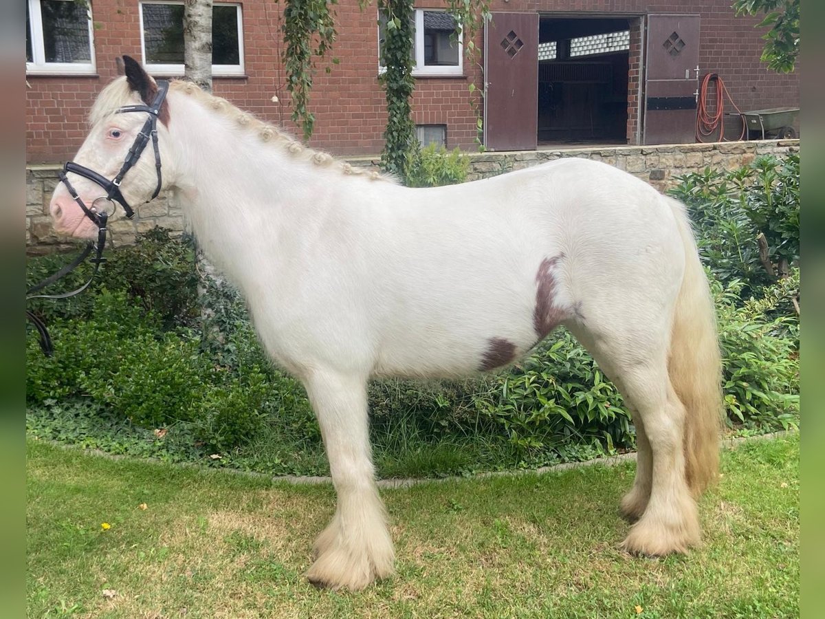 Cob Gelding 6 years 13,1 hh Pinto in Hopsten