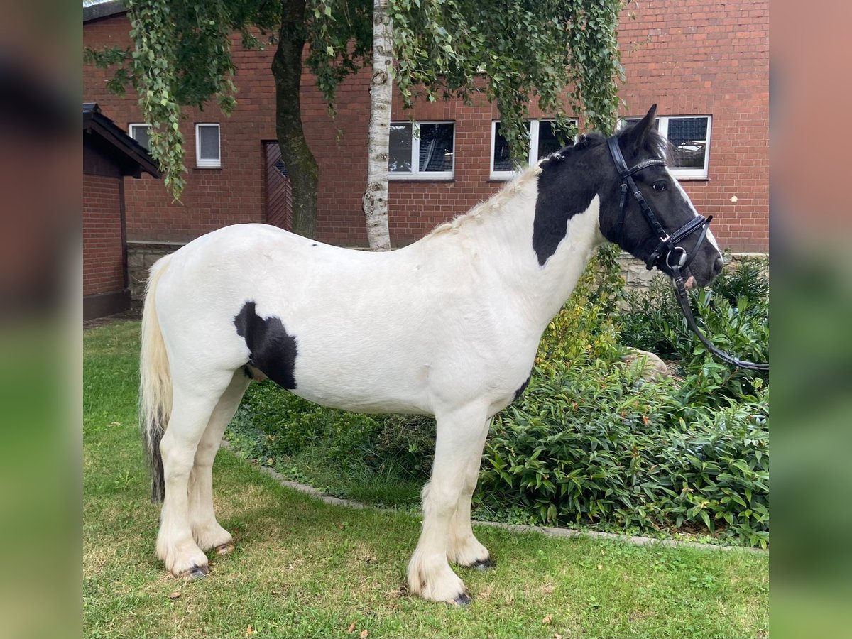 Cob Gelding 6 years 13,2 hh Pinto in Hopsten