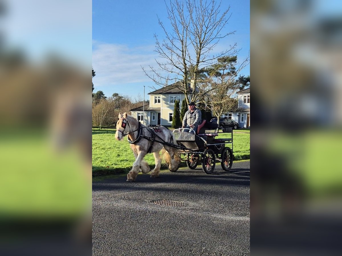 Cob Gelding 6 years 14,1 hh Gray-Red-Tan in Sligo