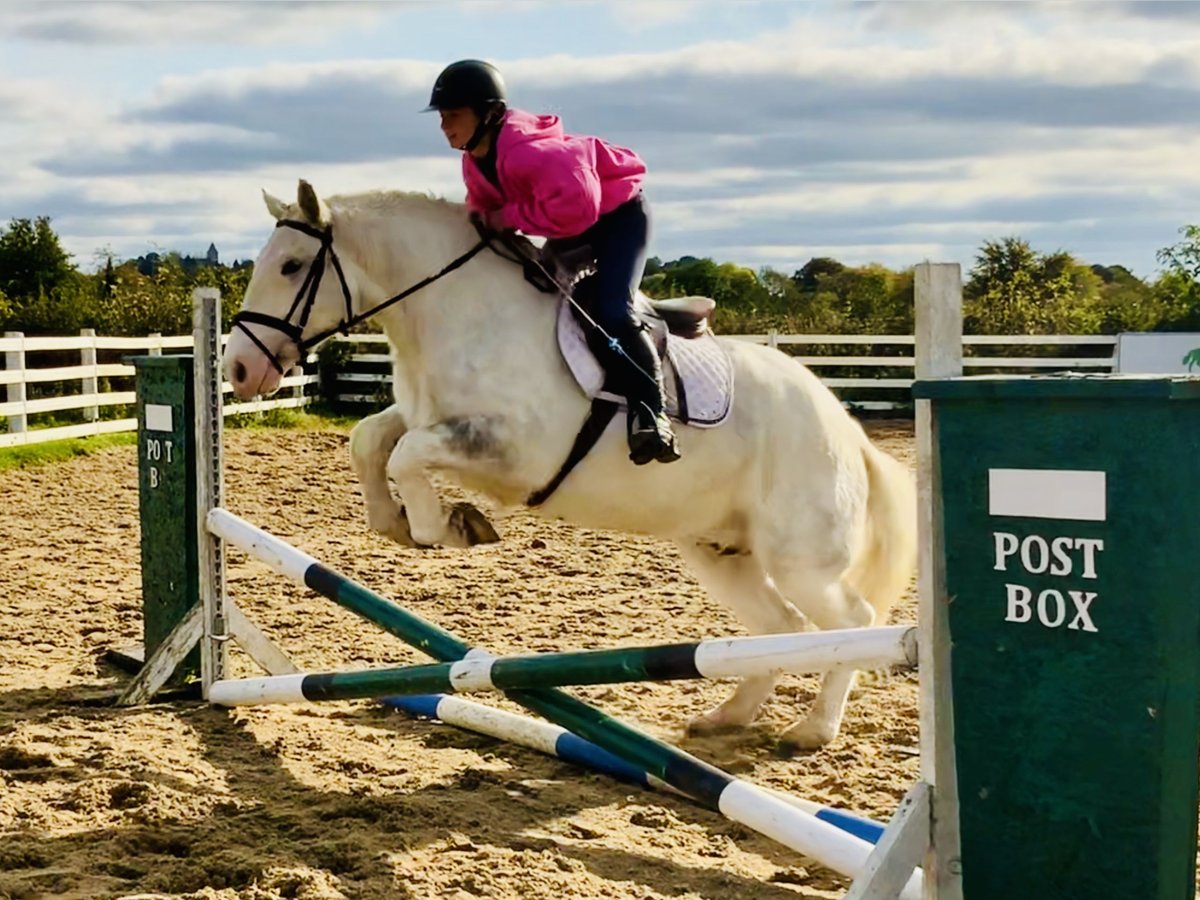 Cob Gelding 6 years 14,3 hh Gray in Mountrath