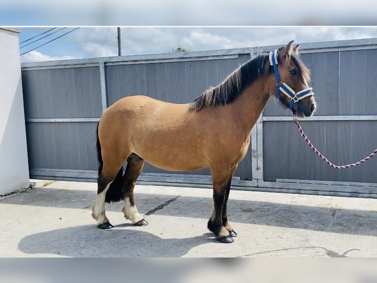 Cob Gelding 7 years 13 hh Dun in Sligo