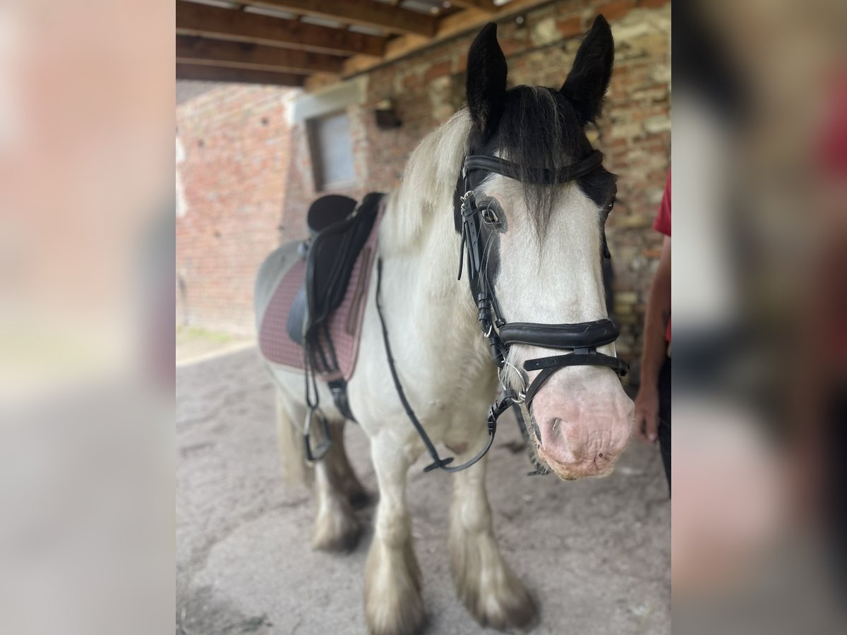 Cob Gelding 7 years 14,1 hh Tobiano-all-colors in Trebbin